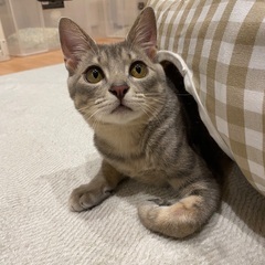 おっとり癒し系♡生後約4ヶ月の男の子