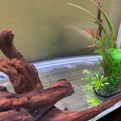【熱帯魚】コリドラス、オトシン、ノーズグラミー、ネオンテトラゆずります。の画像