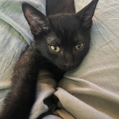 黒ねこ   しっぽまっすぐで長いです