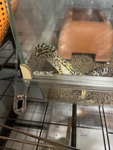 受け渡しの方決まりました。レオパと飼育道具一式