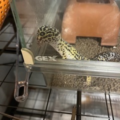 受け渡しの方決まりました。レオパと飼育道具一式の画像