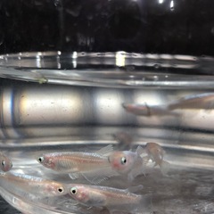 🧚エンゼルダルマめだか🧚若魚成魚　10匹の画像