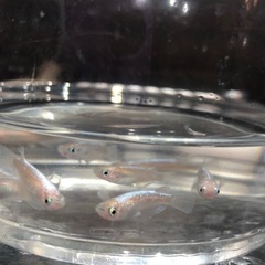 🧚エンゼルダルマめだか🧚若魚成魚　10匹の画像