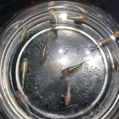 🧚エンゼルダルマめだか🧚若魚成魚　10匹の画像