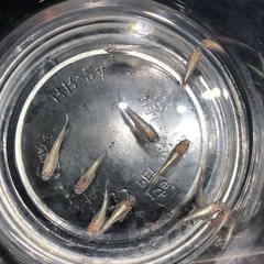 🧚エンゼルダルマめだか🧚若魚成魚　10匹の画像