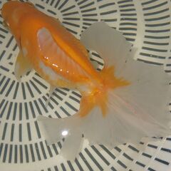 1.土佐錦魚・土佐錦（土佐金） 三歳の画像