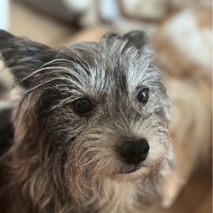 犬の里親募集