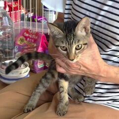 ❤️🐱白黒💚くろ💛三毛💙キジトラたちを里親募集中🐾❤️🎥