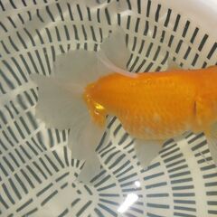 2.土佐錦魚・土佐錦（土佐金） 三歳の画像