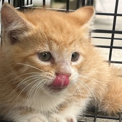 🐱子猫の里親さん募集中🐱