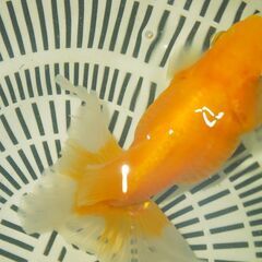 4.土佐錦魚・土佐錦（土佐金） 三歳の画像