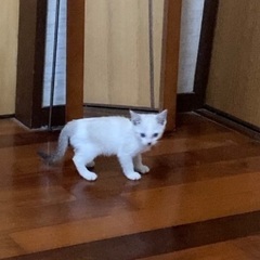 大切に育ててくださる家族募集します