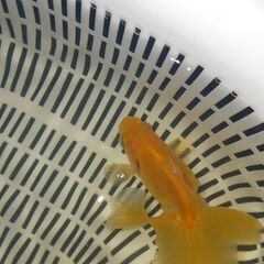 土佐錦魚・土佐錦（土佐金） 二歳の画像