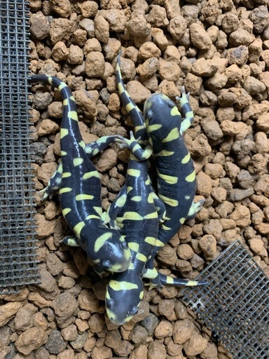 ※取引中 タイガーサラマンダー2匹