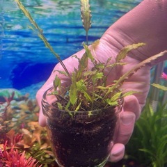 水草　3種セット　一名様限定
　大人気種類 の画像