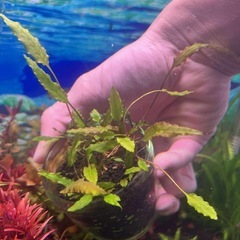 水草　3種セット　一名様限定
　大人気種類 の画像