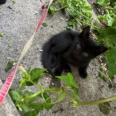 子猫差し上げます。