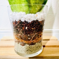 サンスベリア　ハニー　観葉植物　ハイドロカルチャーの画像