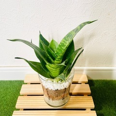サンスベリア　ハニー　観葉植物　ハイドロカルチャーの画像