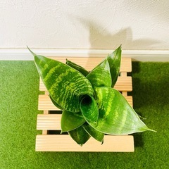 サンスベリア　ハニー　観葉植物　ハイドロカルチャーの画像