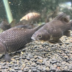 国産　墨和金ショート　２〜３匹(気分で)  ４〜５cmくらい　金魚　観賞魚の画像