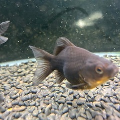 国産　墨和金ショート　２〜３匹(気分で)  ４〜５cmくらい　金魚　観賞魚の画像