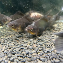 国産　墨和金ショート　２〜３匹(気分で)  ４〜５cmくらい　金魚　観賞魚の画像