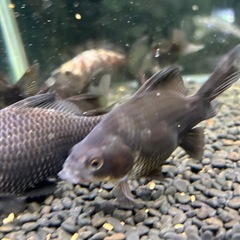 国産　墨和金ショート　２〜３匹(気分で)  ４〜５cmくらい　金魚　観賞魚の画像