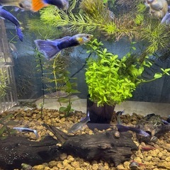 国産グッピーMIX　稚魚！　🤗　の画像