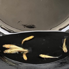 サンシャインワイドフィン10匹の画像