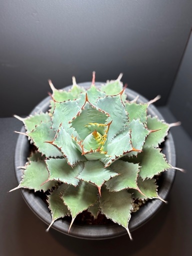 アガベ グアダラハラナ