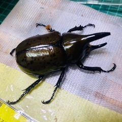 ⑨ティティウスシロカブト（休眠中）　新成虫ペアの販売の画像
