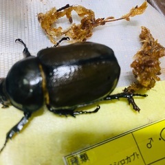 ⑨ティティウスシロカブト（休眠中）　新成虫ペアの販売の画像