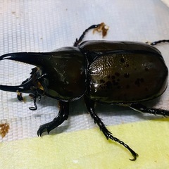 ①⓪ティティウスシロカブト（休眠中）　新成虫ペアの販売の画像