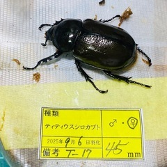 ①⓪ティティウスシロカブト（休眠中）　新成虫ペアの販売の画像