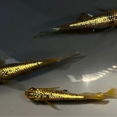サンシャインワイドフィン10匹の画像