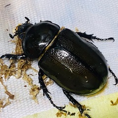 ①①ティティウスシロカブト（休眠中）　新成虫ペアの販売の画像