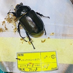 ①①ティティウスシロカブト（休眠中）　新成虫ペアの販売の画像