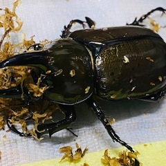 ①①ティティウスシロカブト（休眠中）　新成虫ペアの販売の画像