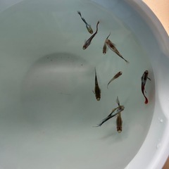 MIXグッピー　若魚！　🤗　の画像