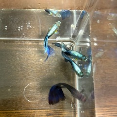 MIXグッピー　若魚！　🤗　の画像