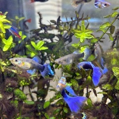 MIXグッピー　若魚！　🤗　の画像