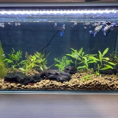 MIXグッピー　若魚！　🤗　の画像