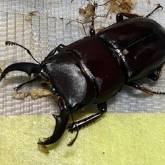 ③ダイトウヒラタクワガタ　新成虫ペアの販売の画像