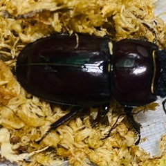 ③ダイトウヒラタクワガタ　新成虫ペアの販売の画像