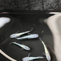 ネプチューン8匹の画像
