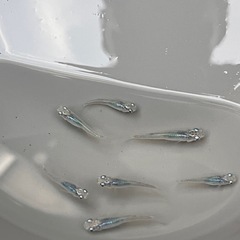 深海ブルー7匹の画像