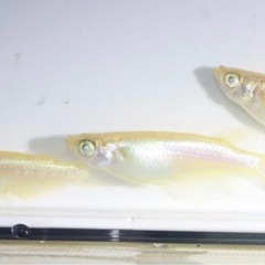 ミラージュ6匹の画像