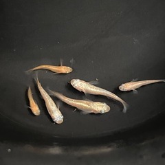 ミラージュ6匹の画像