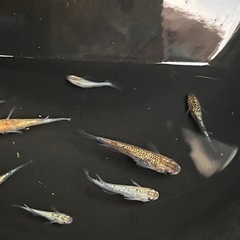 ギンモクセイ6匹の画像